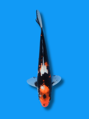 Sumi Sakura | Koi&Co.